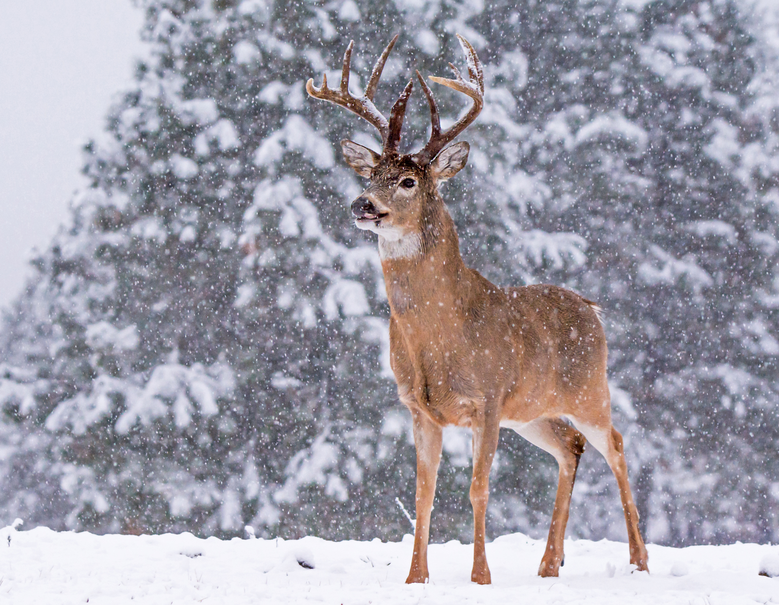 Buck in the Snowfall | Shutterbug